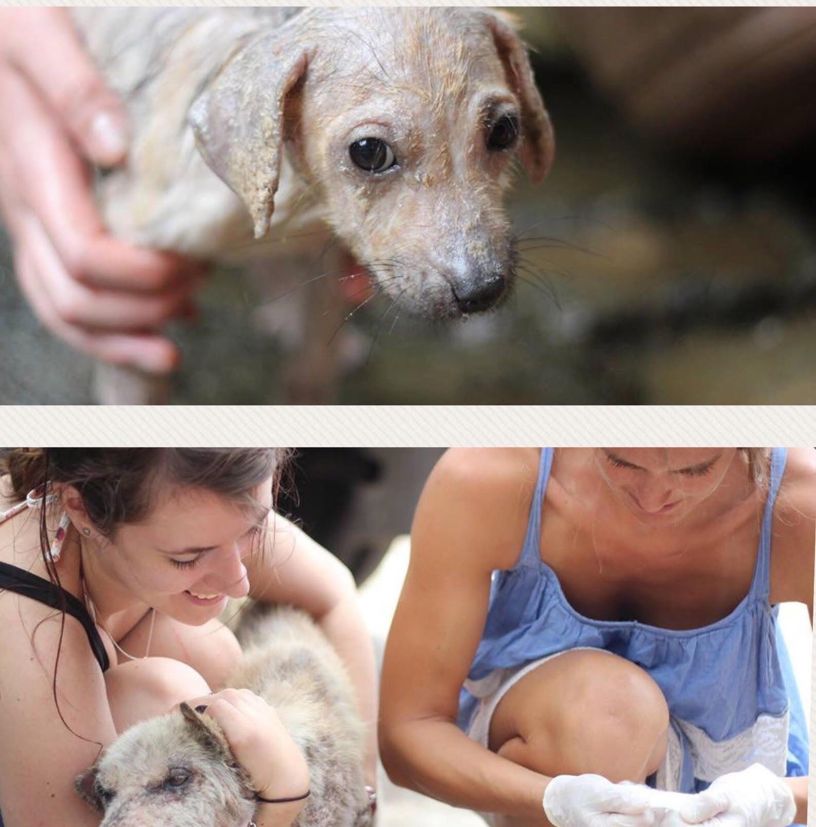 pottery for puppies